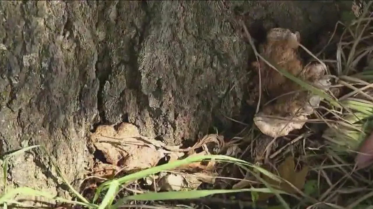 Don't let 'zombie trees' haunt your property