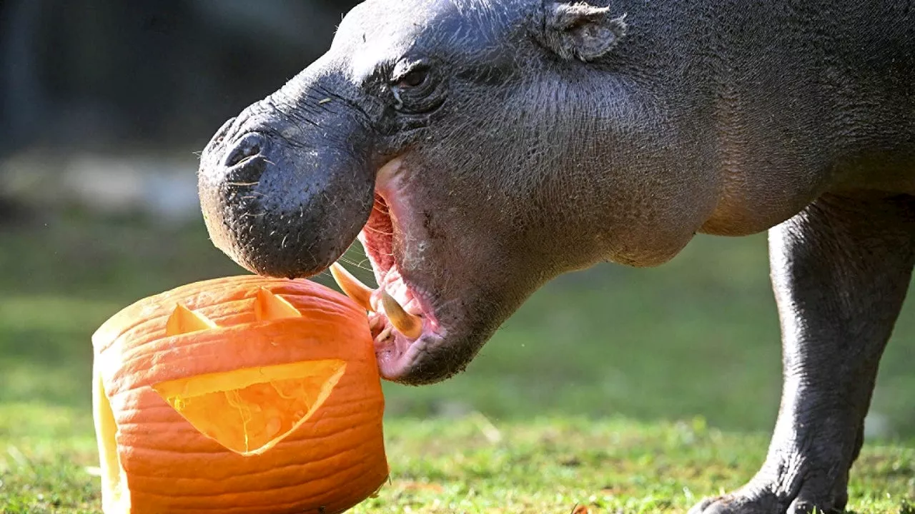 PHOTOS: Brookfield Zoo animals treated to pumpkins for Halloween