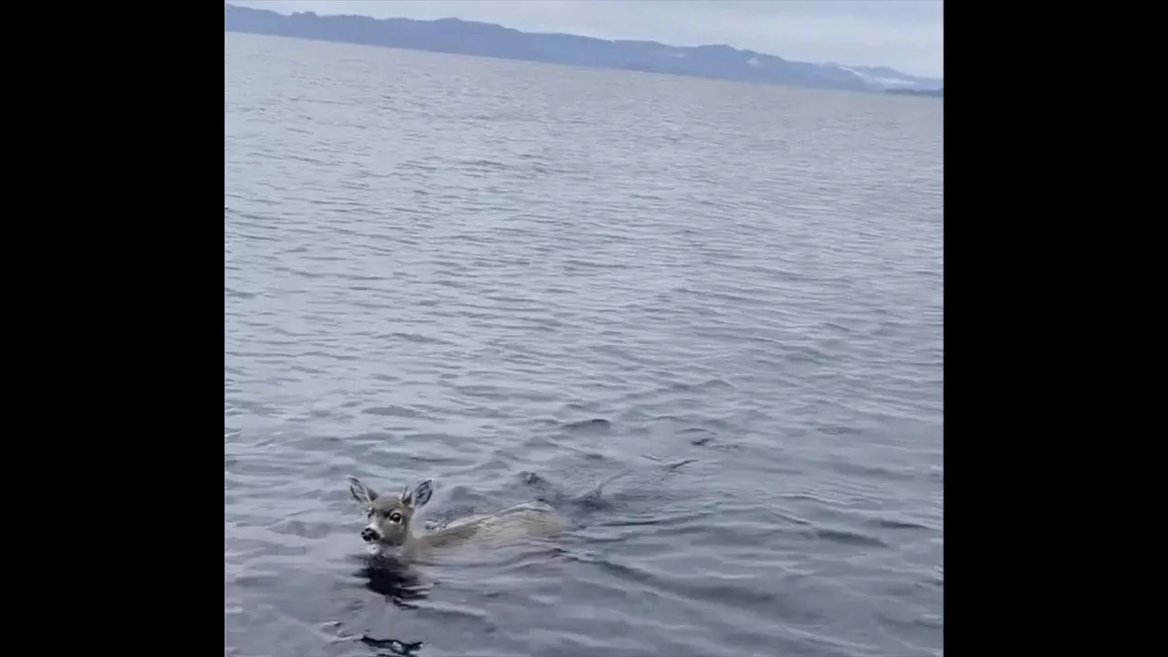 2 deer stranded in cold Alaskan waters rescued by troopers, get a lift on boat