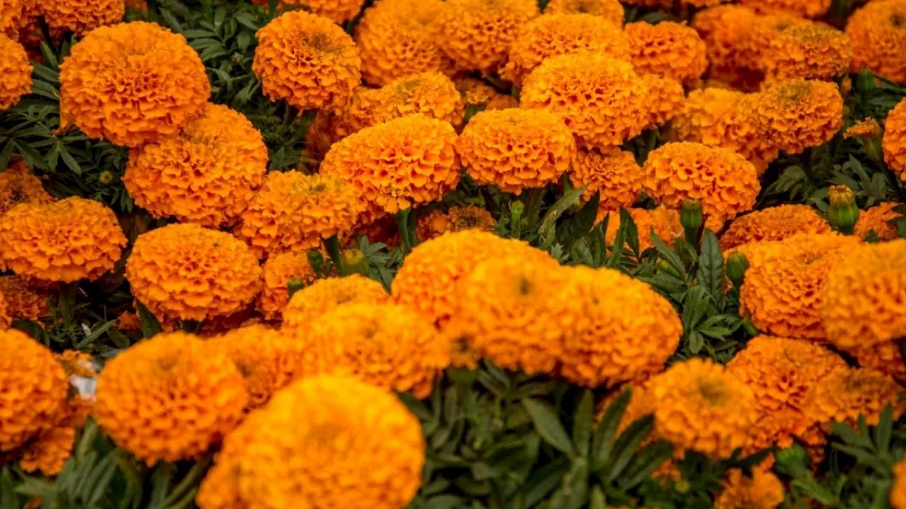 Aseguran el abasto de la flor de cempasúchil