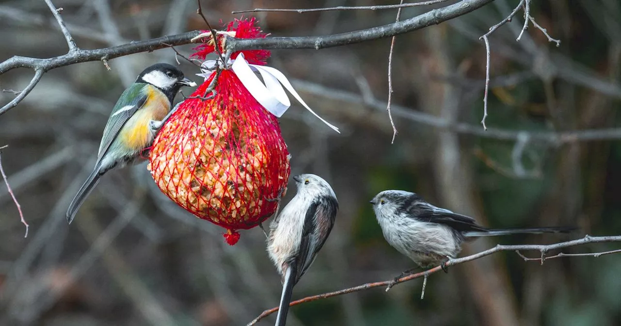 UK Gardeners Urged To Avoid This 1 Bird Feeding Mistake