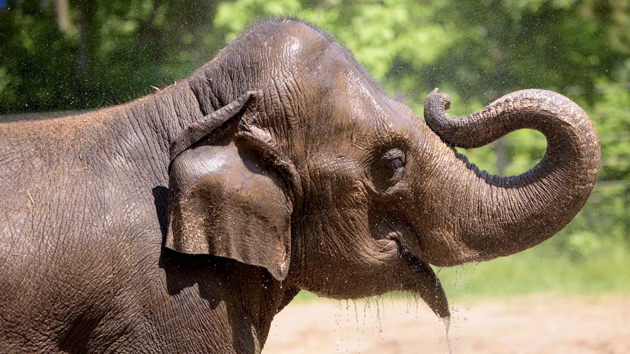 Elephant dies at St. Louis Zoo shortly after her herd became agitated from a dog running loose