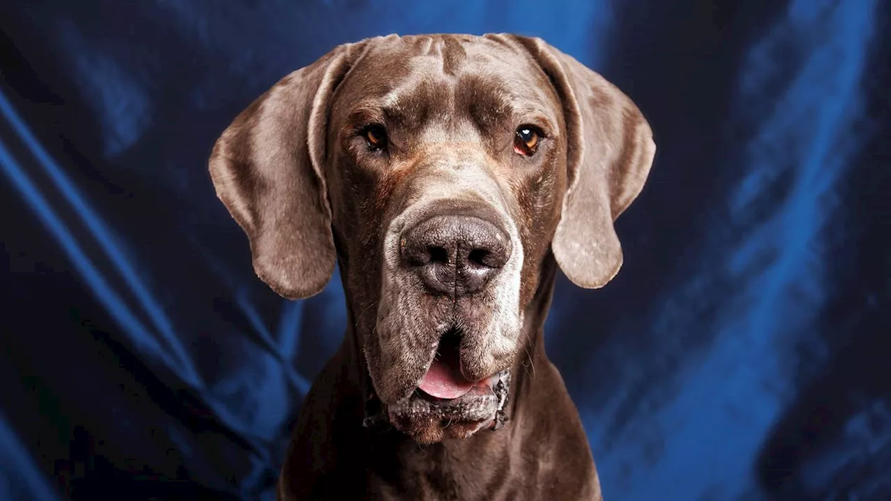 GREAT Dane: Rescue dog gives birth to 15 puppies