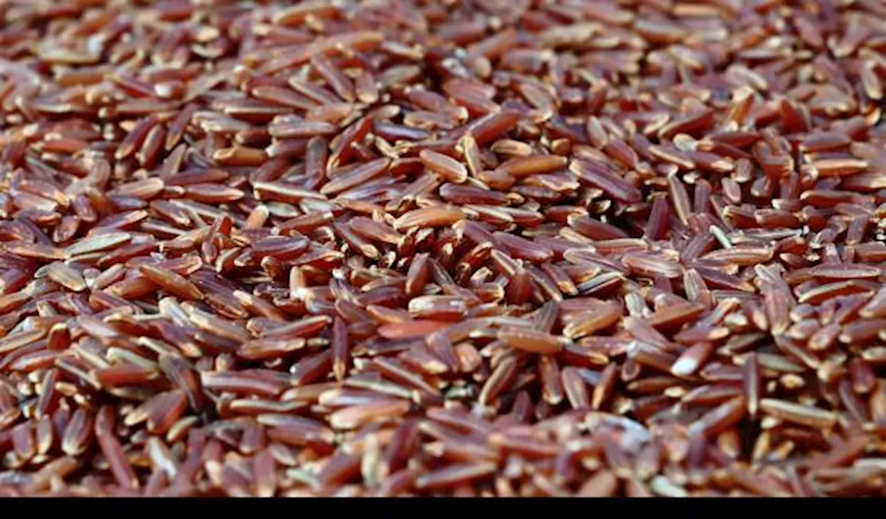 Nasi Merah Vs. Nasi Putih Mana Yang Lebih Sehat? Simak Perbedaannya!