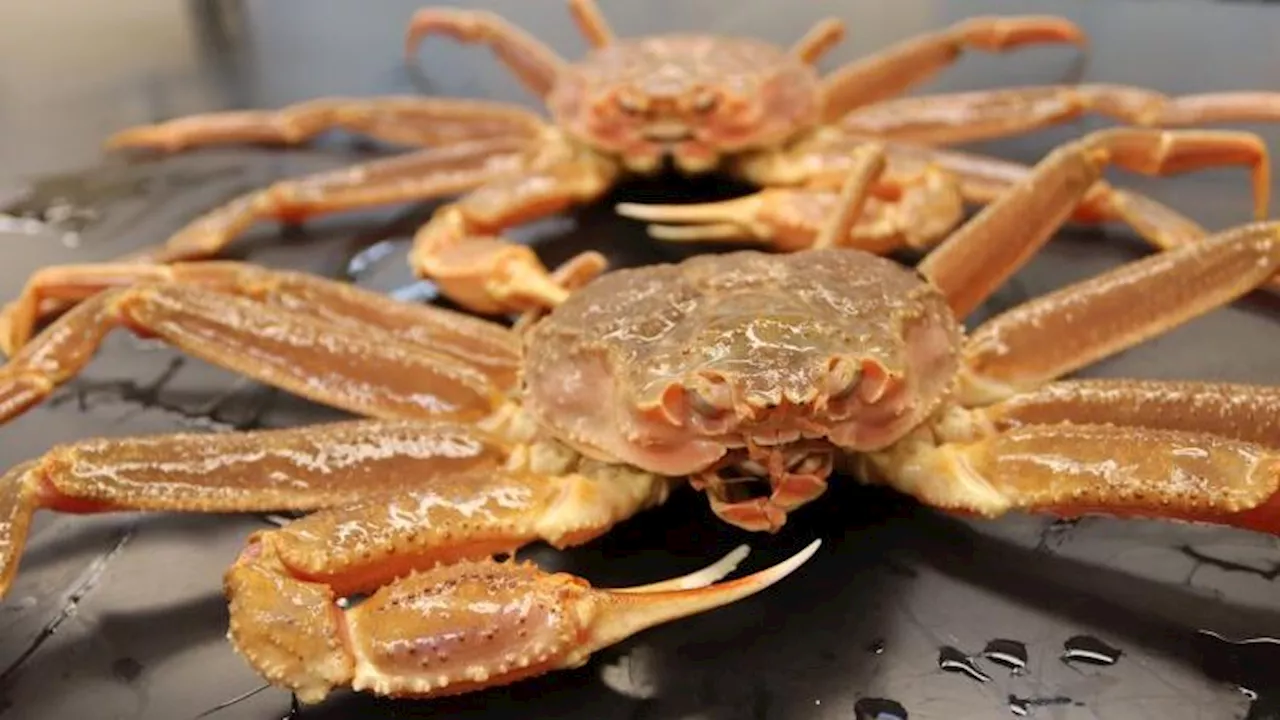 As the once-lucrative Bering Sea crab harvest resumes, Alaska’s fishers face challenges