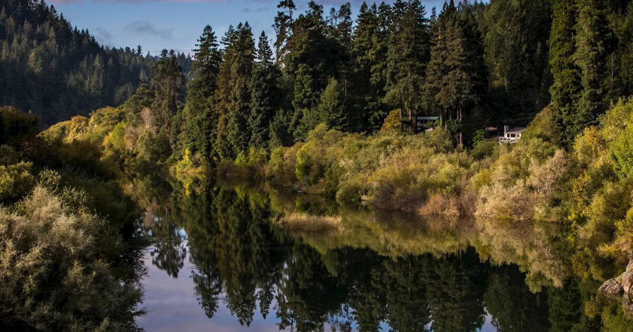 Redwood Forest