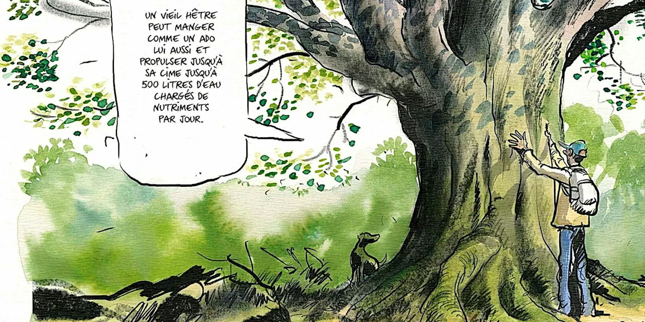 BD : Après « La vie secrète des arbres », un bon bain de forêt