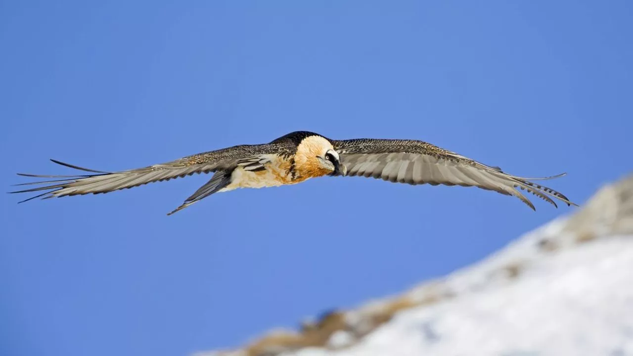 « Loto de la biodiversité » : un jeu à gratter pour préserver la nature