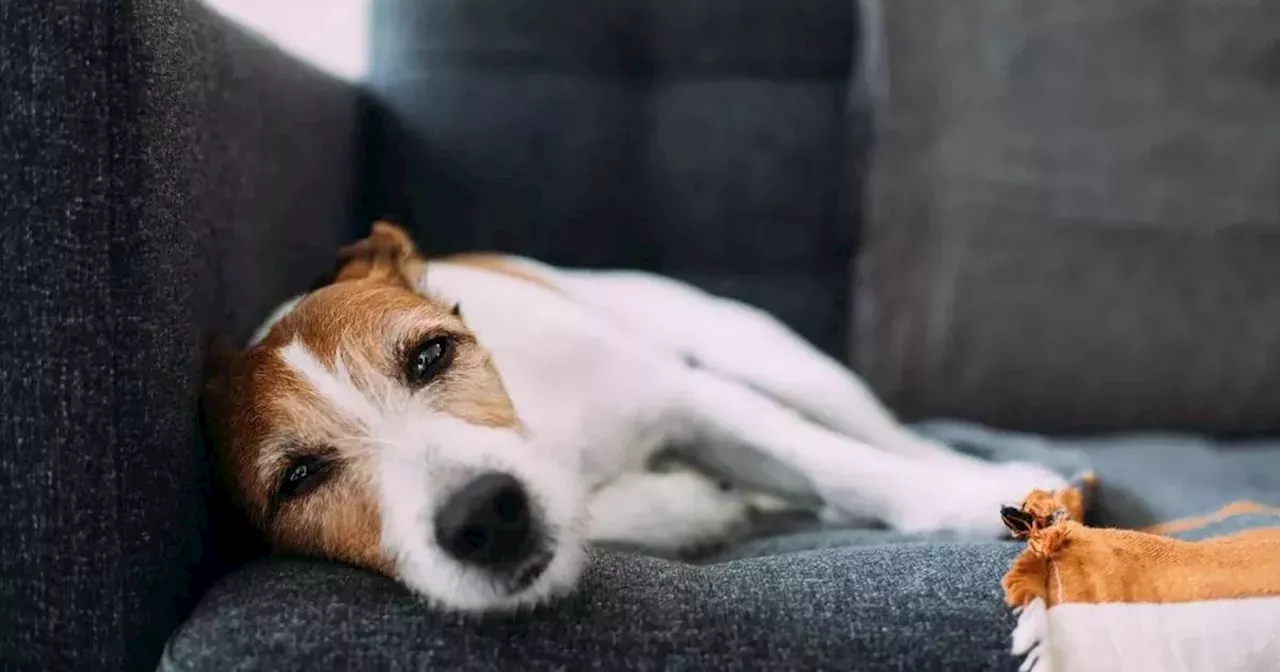 Dog owners warned to avoid dangerous Halloween food that could cost you £200