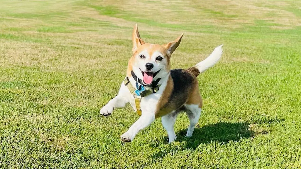 Fort Worth dog named ‘Happiest Hound in America'