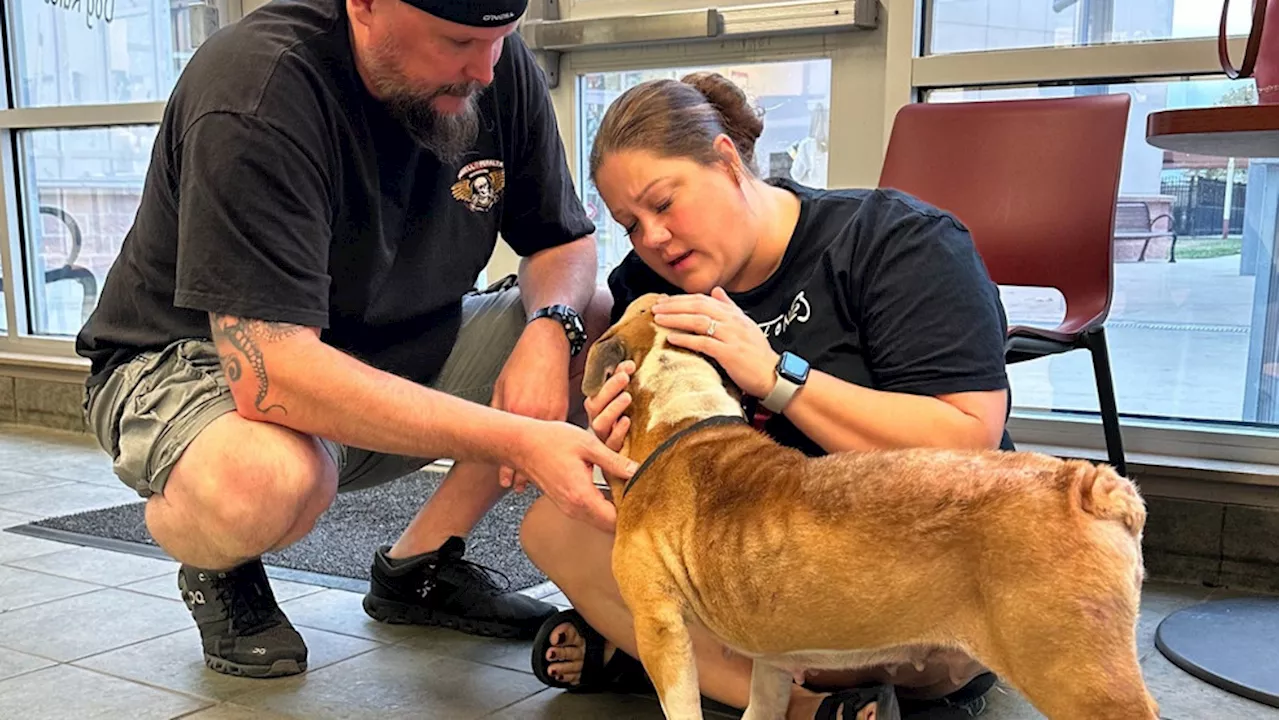 Family reunited with stolen dog after four years thanks to microchip