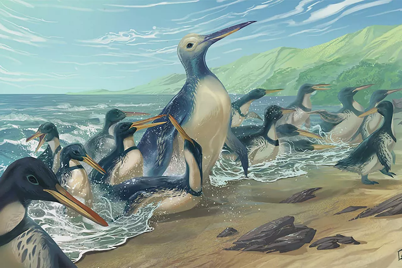 Mega penguins: These are the largest penguins to have ever lived