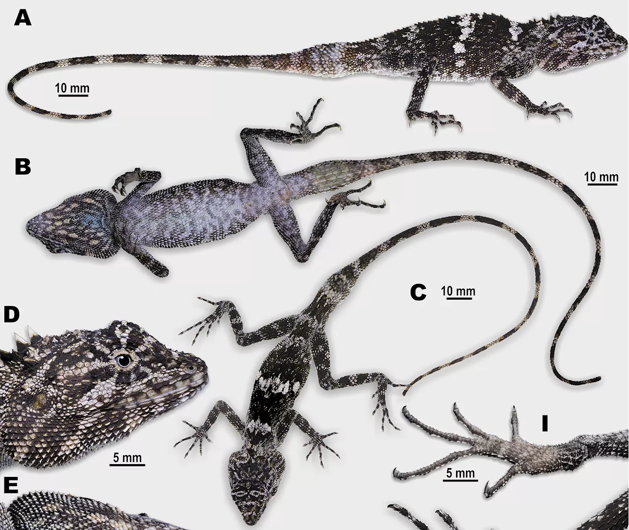 New Dragon Lizard Species With 'Invisible' Camouflage Discovered