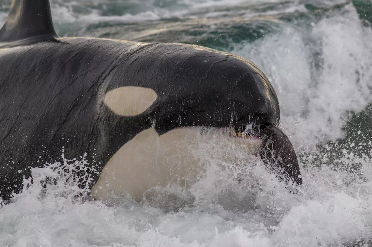 Orcas Rip Apart Great White Shark in Rare Attack