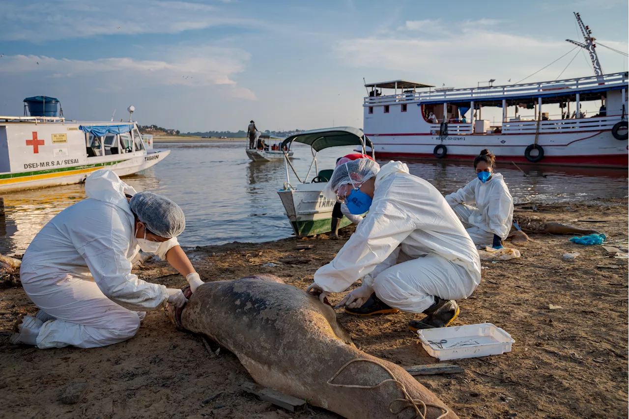 Over 150 Dolphins Die in Lake Within a Week: 'Staggering'