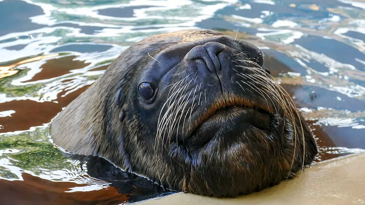 Baden-Württemberg: Heidelberger Zoo trauert um Robbenbulle Atos