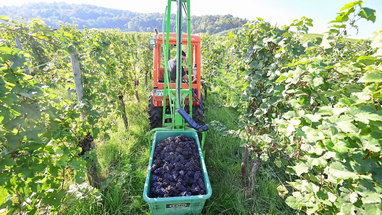 Baden-Württemberg: Südwest-Winzer rechnen mit guten Weinen