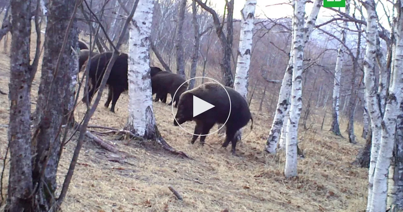 Массовая драка диких кабанов в заповеднике Приморья попала на видео