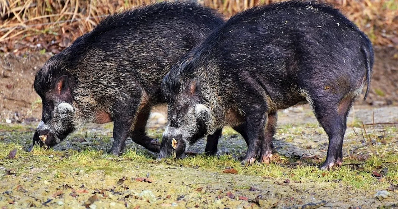 Schweine pflügen Wiese um: Wildschaden bei Borgentreich wird teuer für den Jäger