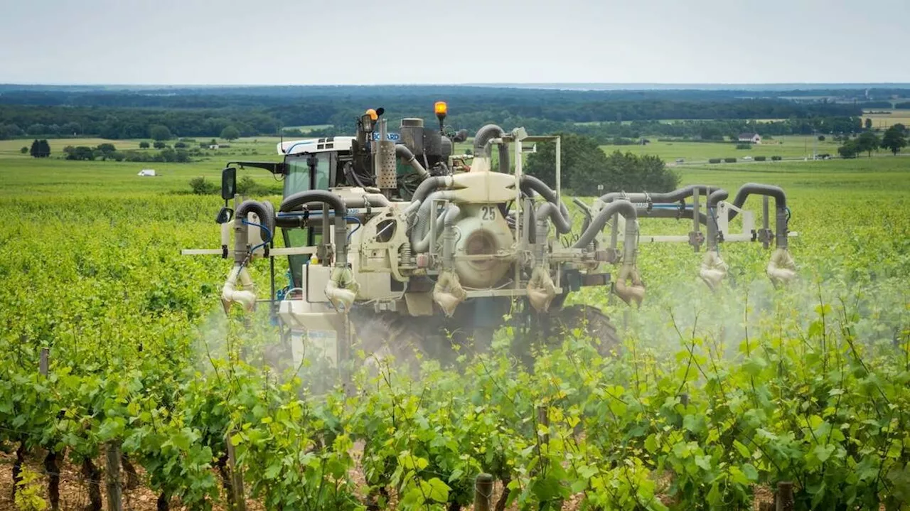 Leucémies d’enfants : les cas sont davantage présents près des vignes, selon une étude