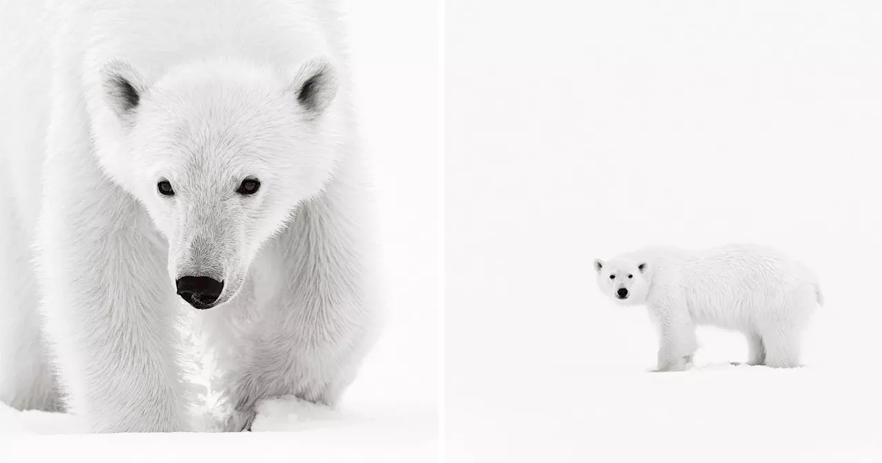 Photographer Captures the Otherworldly Beauty of the Arctic