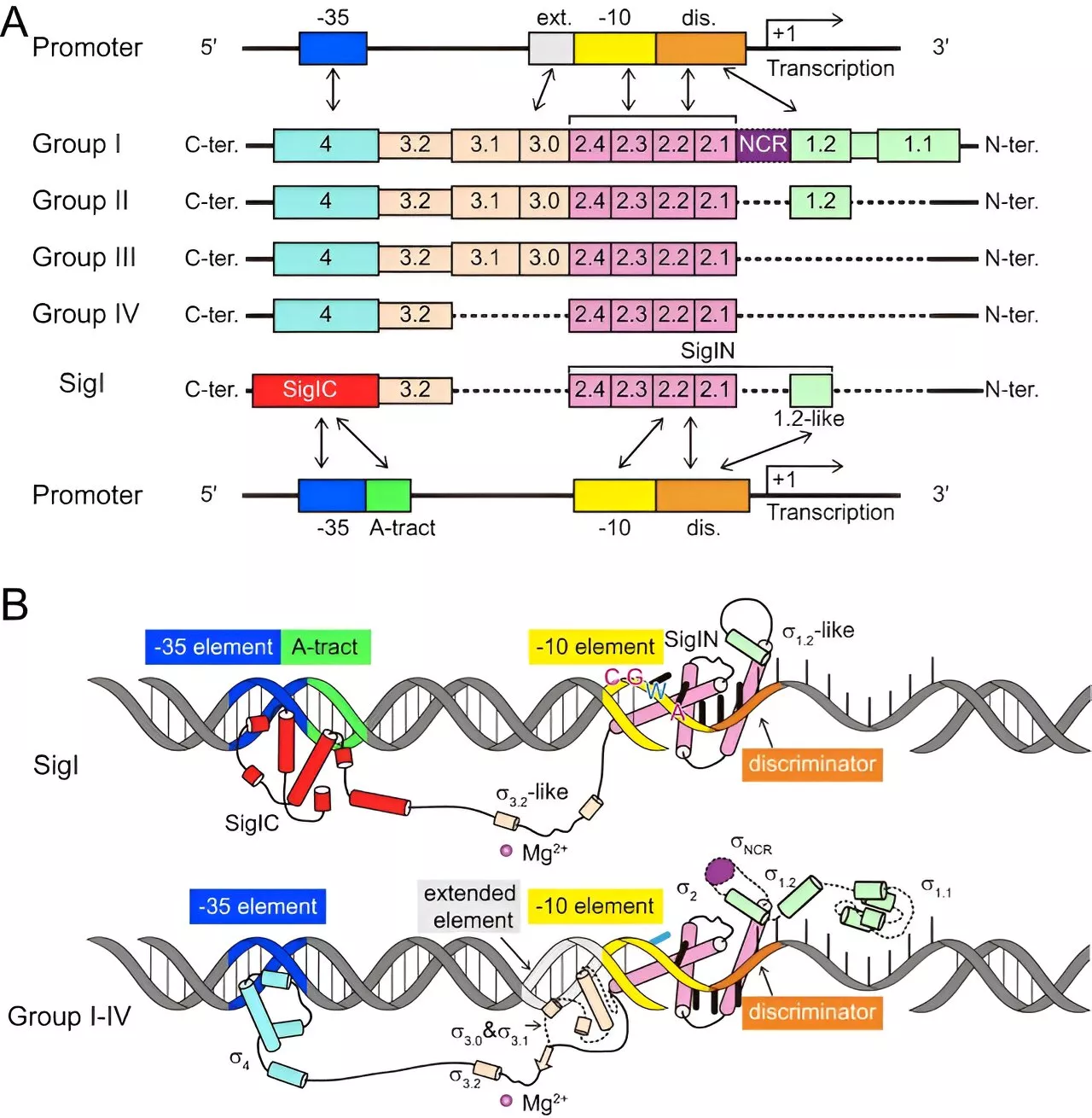 Researchers reveal a unique, hitherto-unknown bacterial transcriptional promoter recognition mode