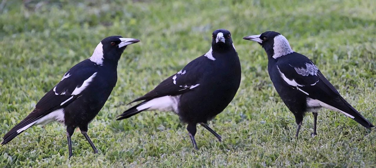 The impact of man-made noise on magpie behavior