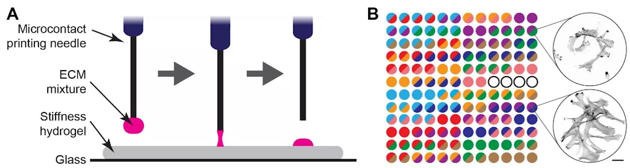 Unlocking the secrets of cell behavior on soft substrates: A paradigm shift in mechanobiology