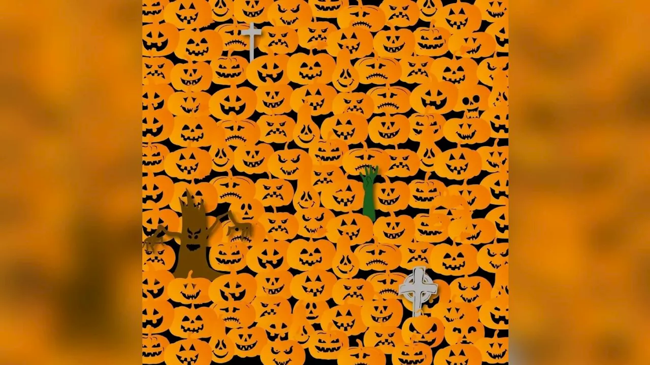 Halloween-Suchbild: Finden Sie den Totenkopf zwischen den Kürbissen?