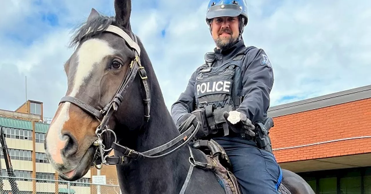 New fauna on the force: Halifax police horse and two service dogs sworn in