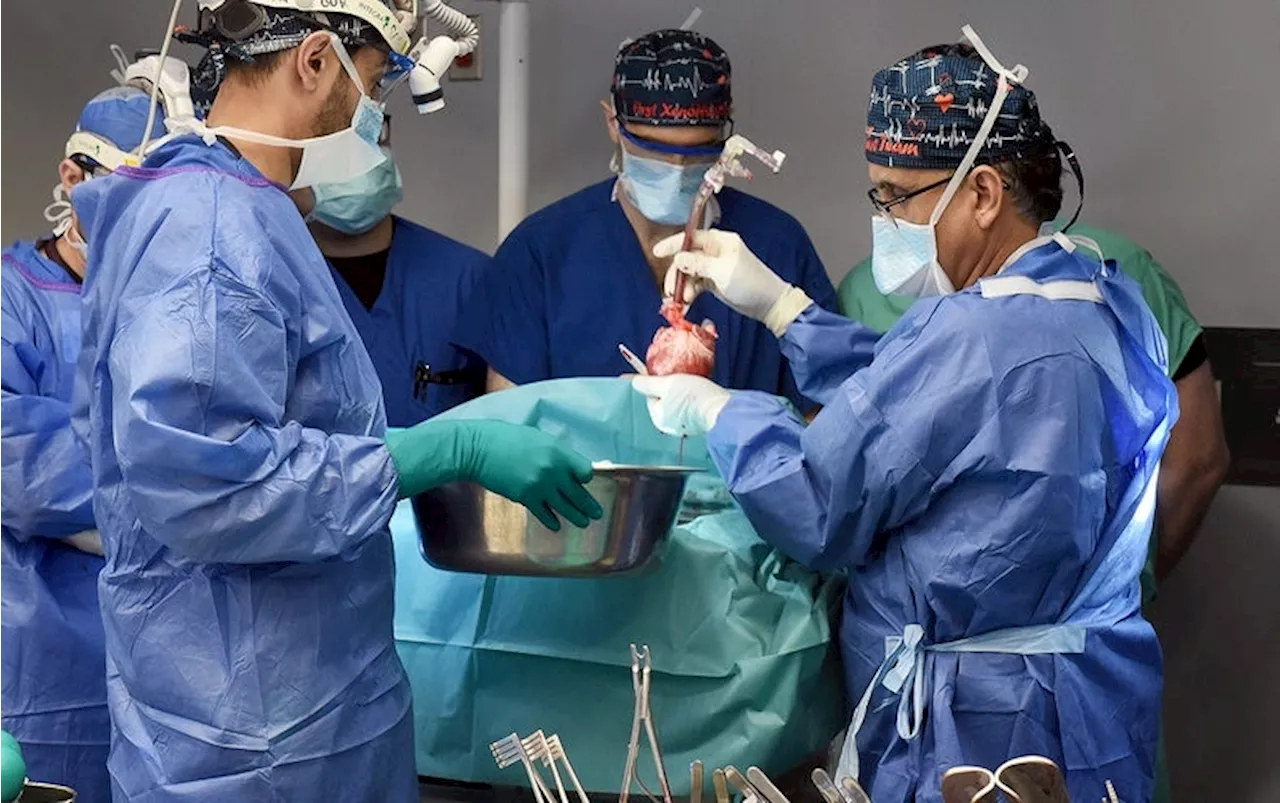 Milestone Pig-to-Human Heart Transplant May Pave the Way for Broader Trial