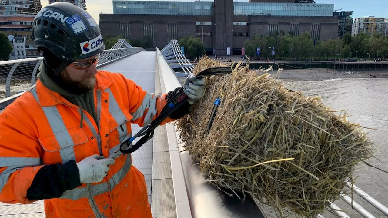 Bale of straw hanging from London's Millennium Bridge as part of 'quirky tradition'