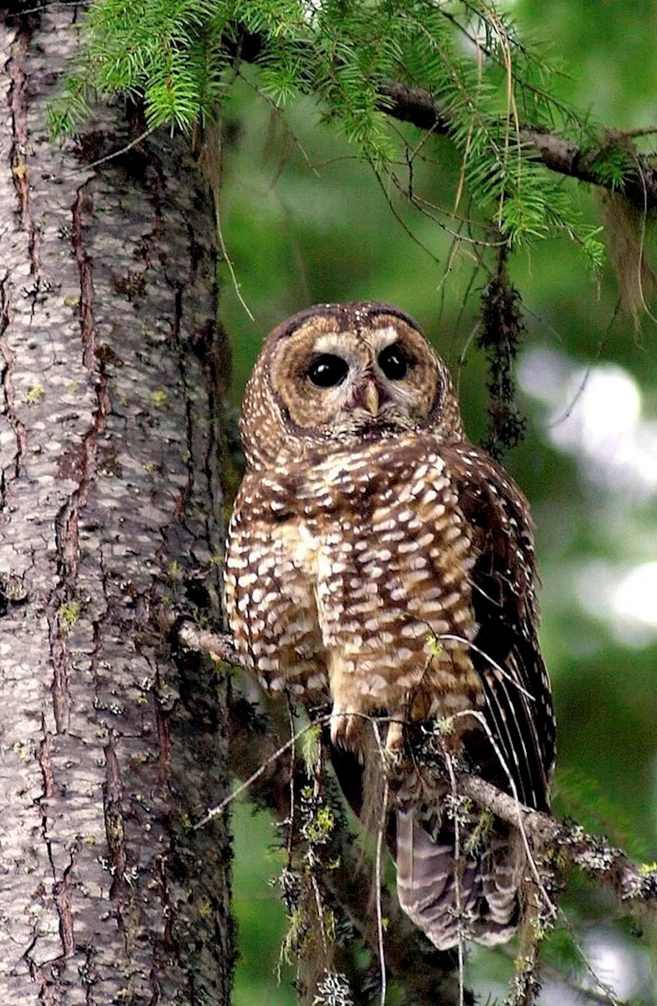 Environmental group challenges federal action on protecting endangered spotted owl