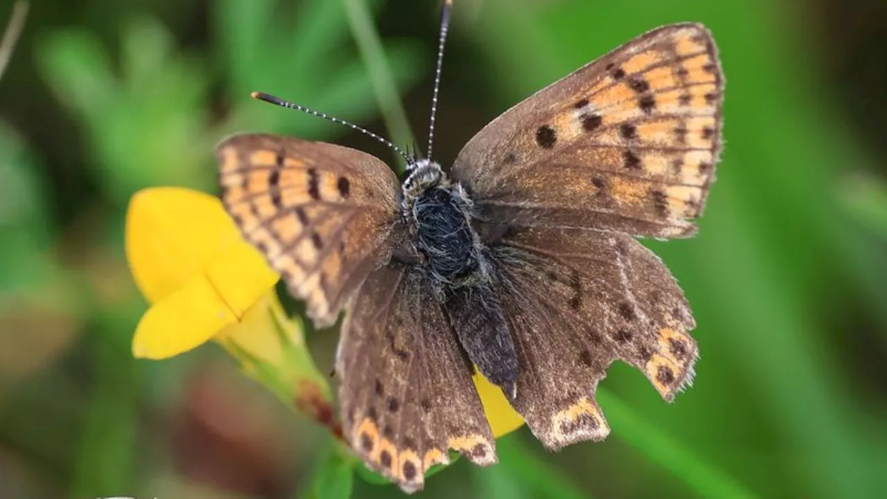 Naturschutz: Neue Rote Liste für Schmetterlinge - 31 Arten ausgestorben