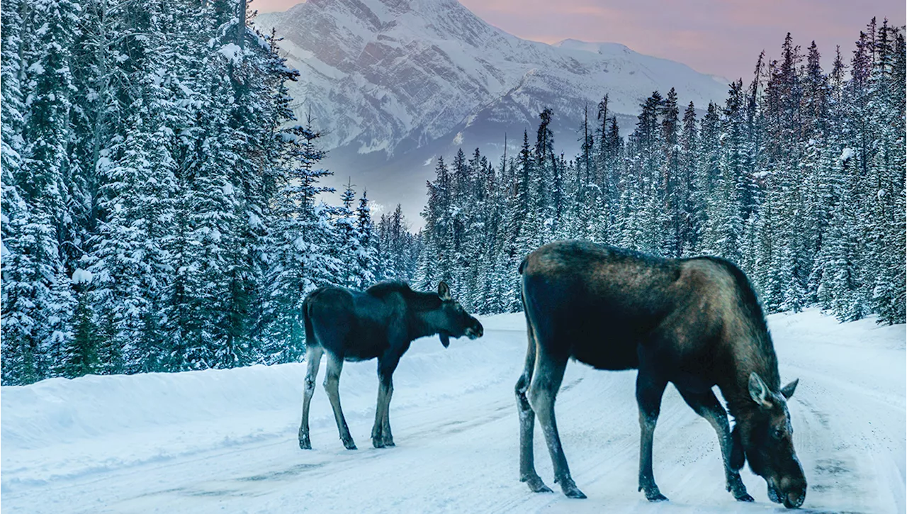 Local Winter Getaway Guide 2023: 48 Hours in Jasper