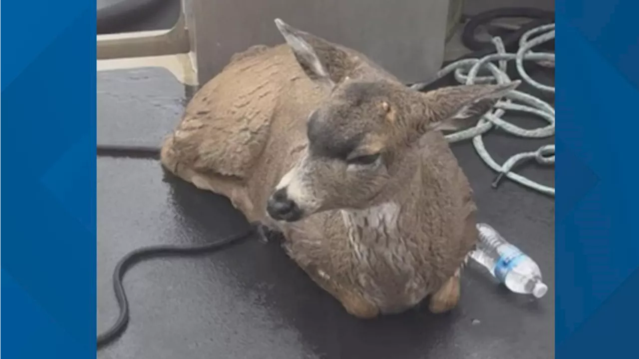 Deer struggling in cold Alaskan waters saved by wildlife troopers