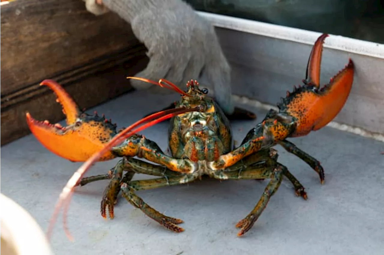 Young lobsters show decline off New England, and fishermen will see new rules as a result