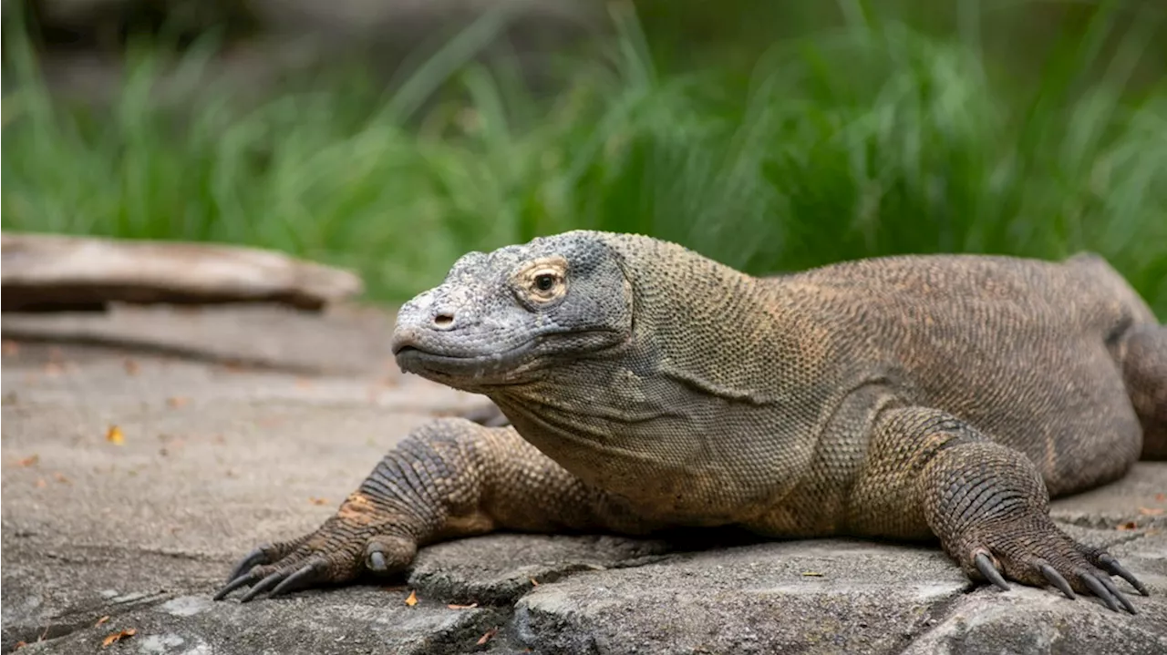 Columbus Zoo mourns loss of Sapo the Komodo dragon