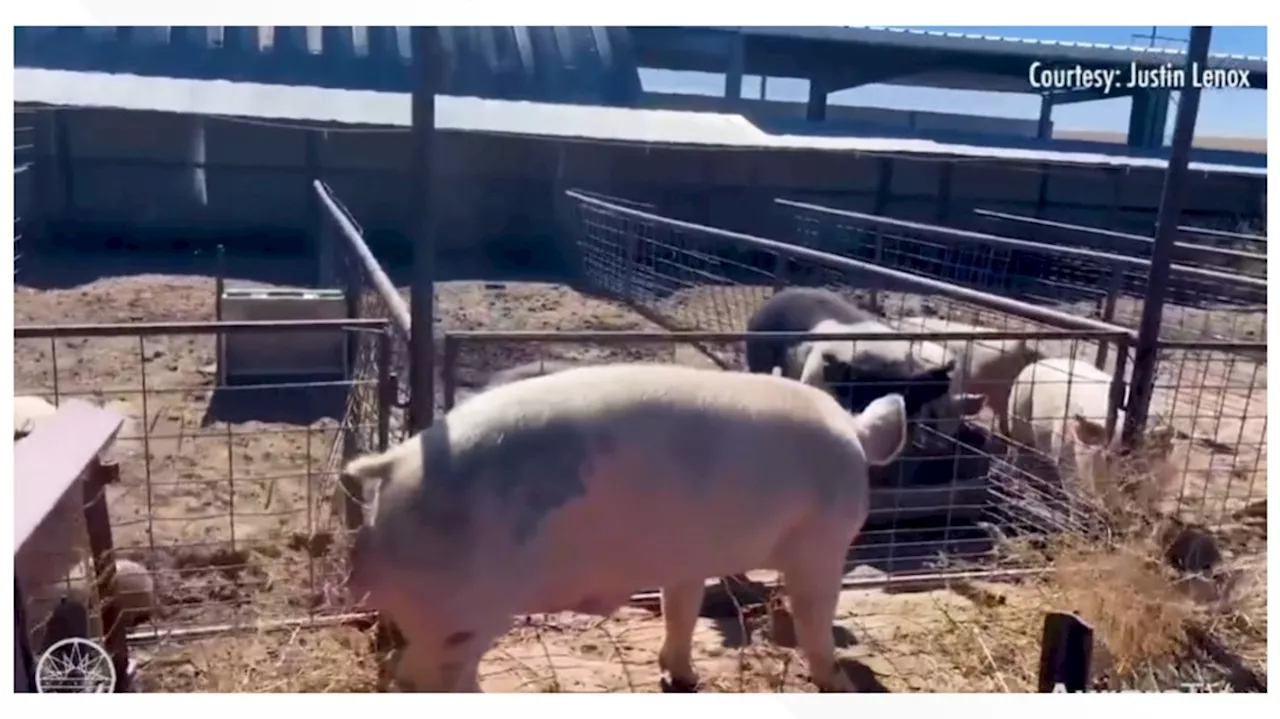 400-pound pig's big move from behind bars to the barn