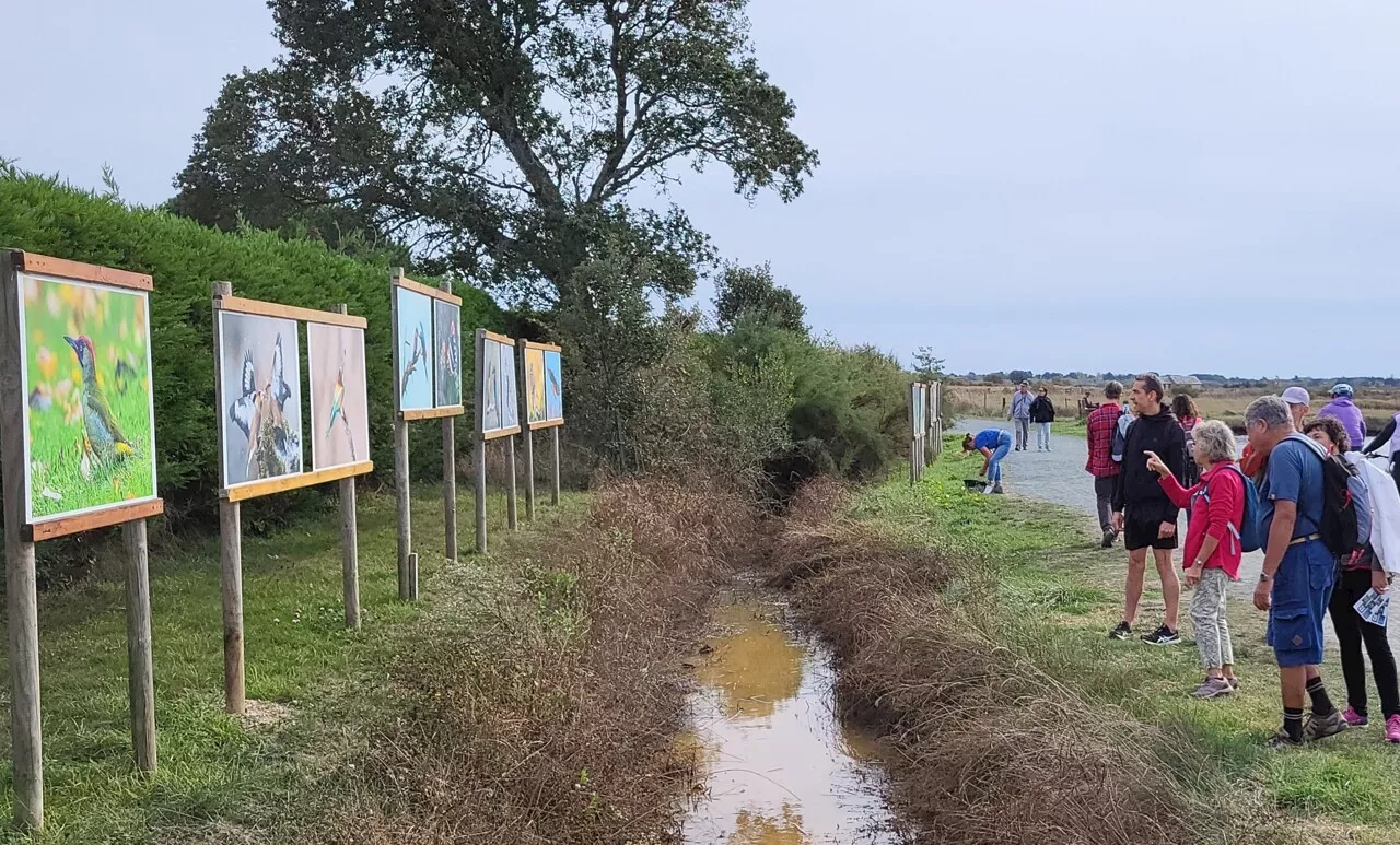 L'Île-d'Olonne : l'exposition photo dans les marais est prolongée jusqu'au 5 novembre