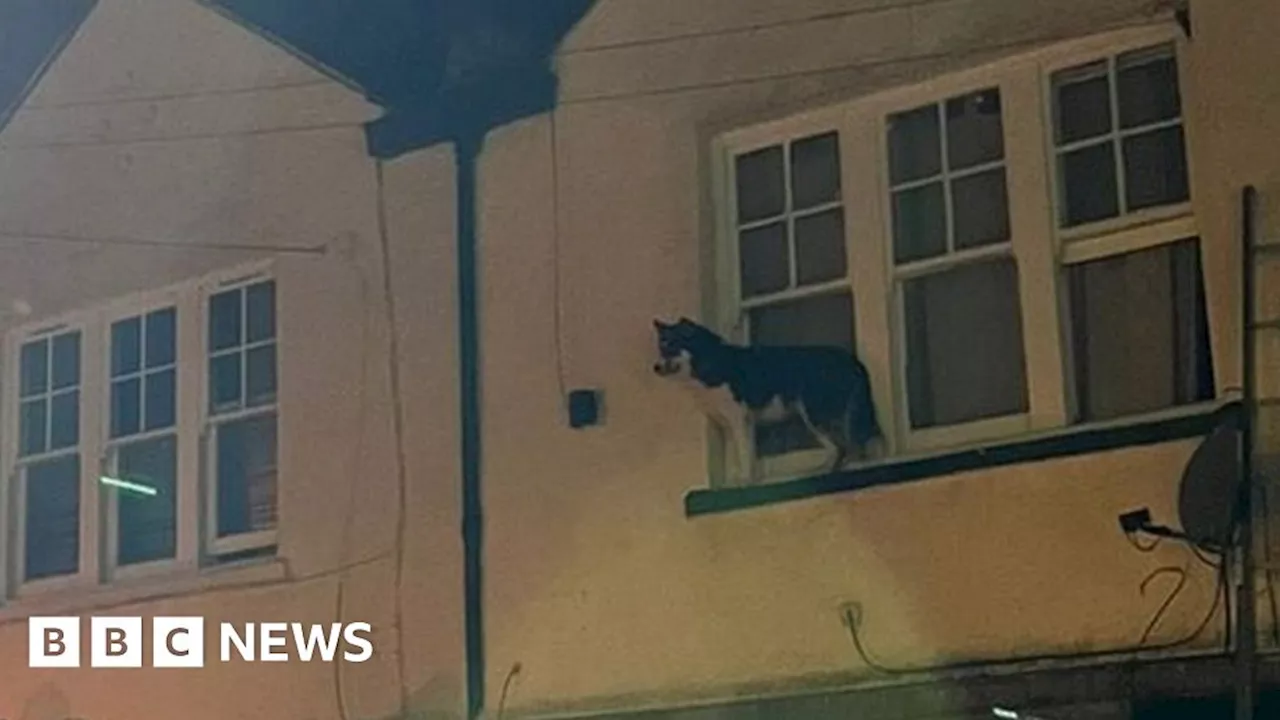 Firefighters rescue husky stuck on a window ledge in Tottenham