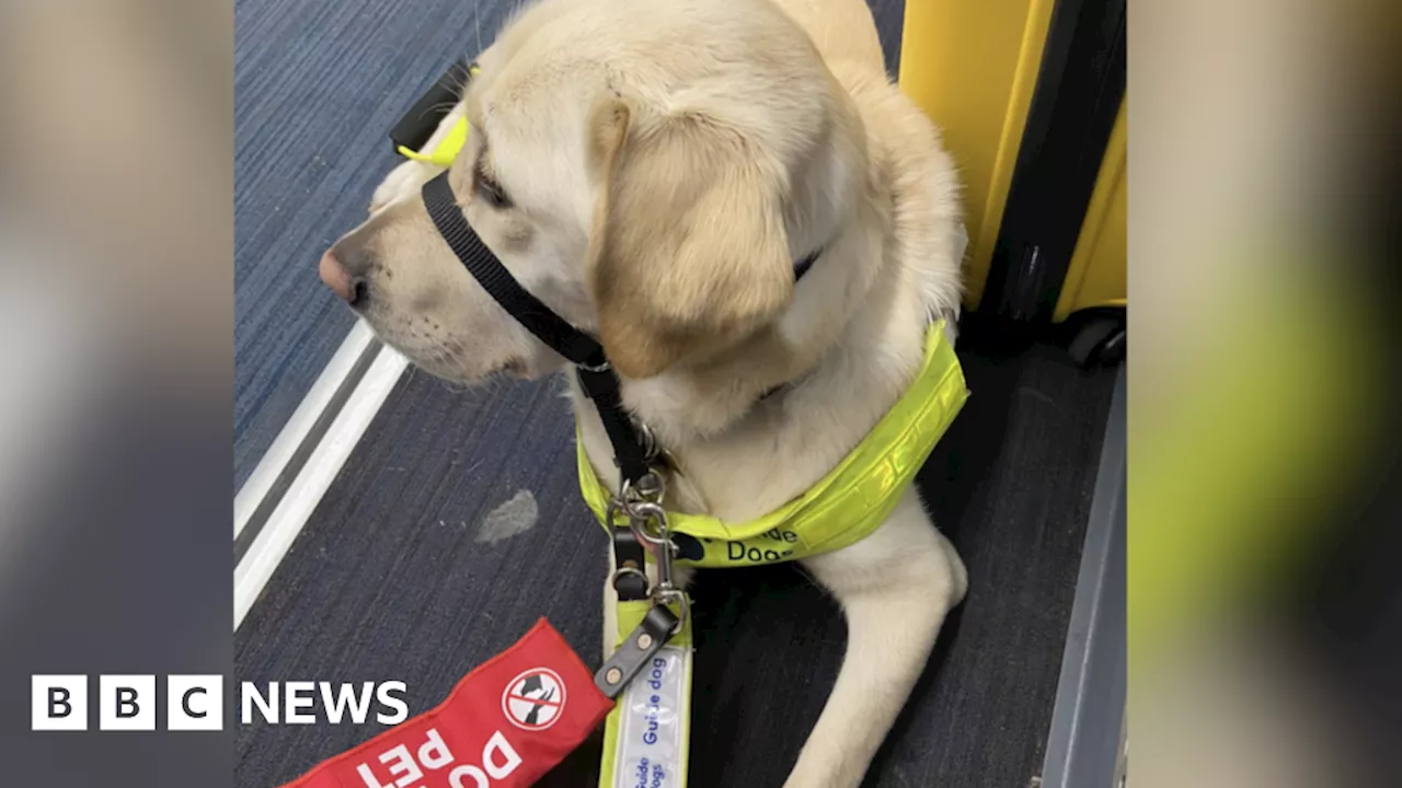 Northern train firm apology after conductor strokes guide dog