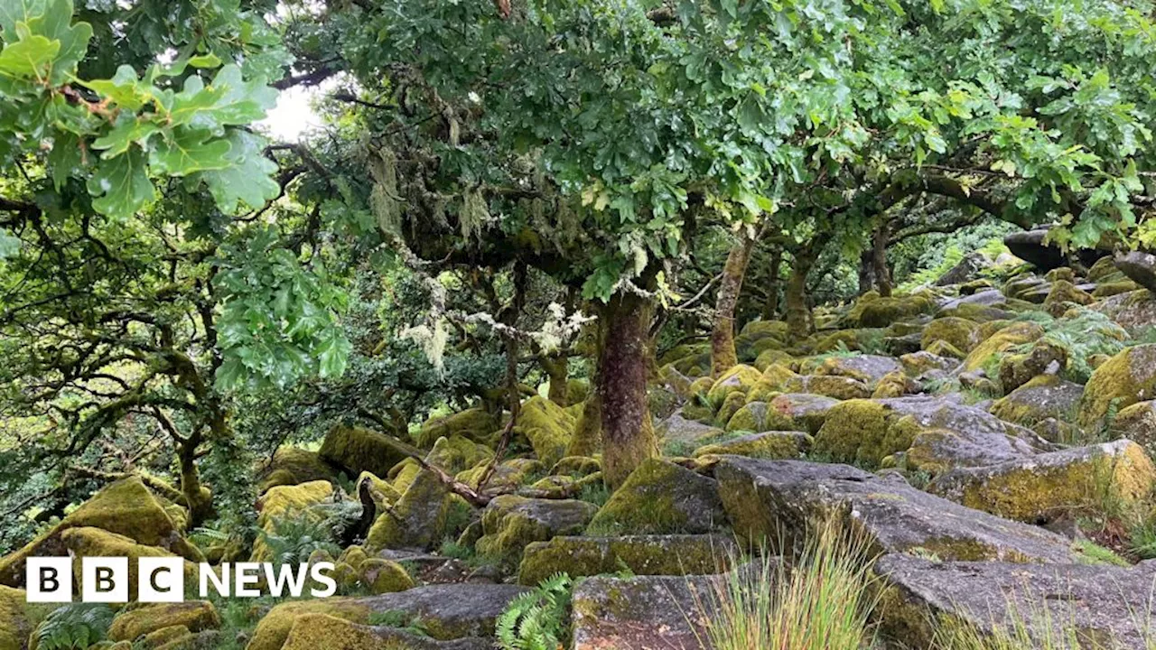 Work to begin on Dartmoor's Wistman's Wood expansion