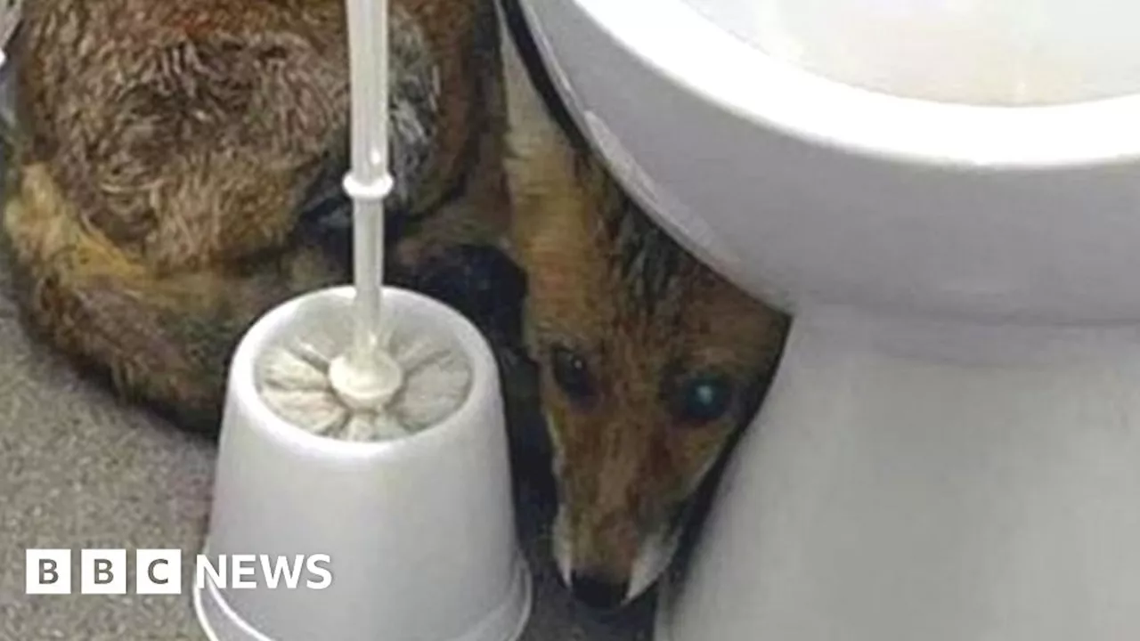 London Euston: Fox rescued from station toilet