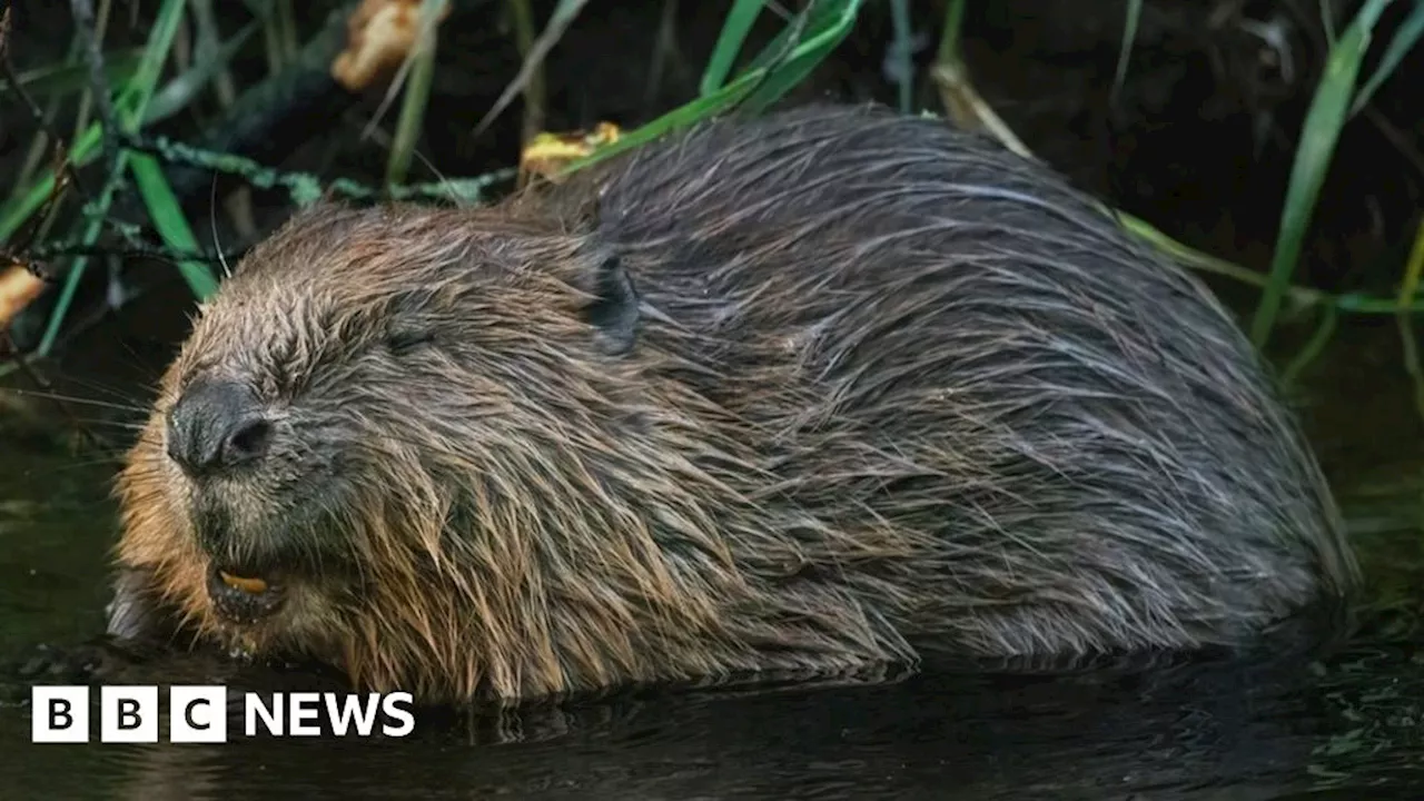 Beaver-like dams can protect communities from flooding