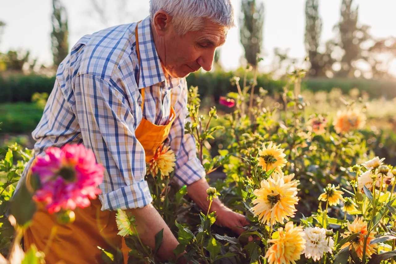 10 Flowers to Plant Now for Beautiful Blooms in the Spring