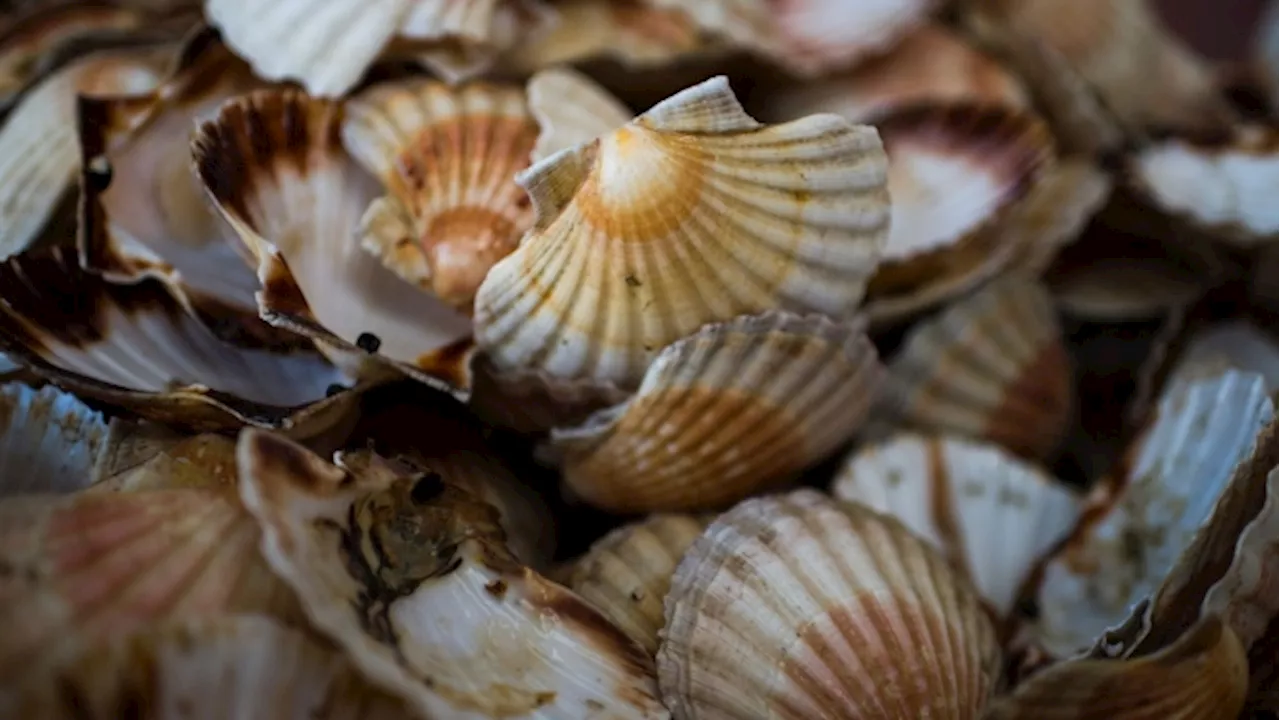 Japan Prisoners Reportedly To Process Scallops After China Ban