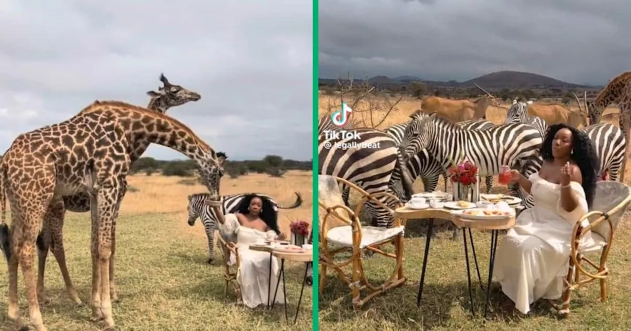 Woman at Serval Wildlife in Tanzania Enjoys Meal With Giraffes and Zebras, Safari Video Wows People