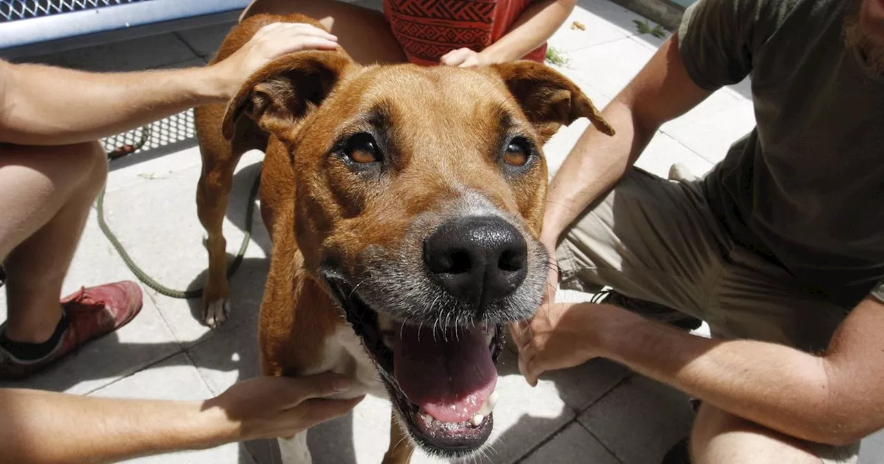 Schauspieler auf vier Beinen: Hund bringt während Notfall-Übung alle zum Lachen