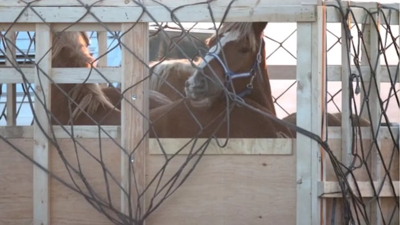 Senator, Liberal MP move to ban export of live horses for human consumption